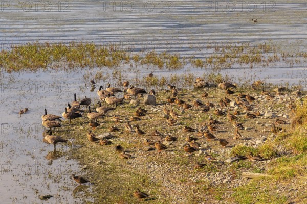 Canada geese and ducks are resting on the shore of shuswap lake in salmon arm, british columbia, creating a peaceful scene of wildlife in their natural habitat
