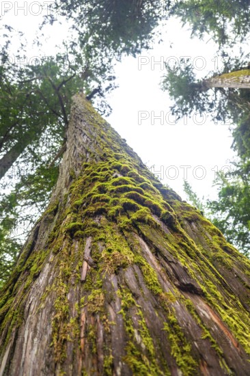 Low angle view of moss growing on a giant cedar tree in a forest located in the canadian rockies, showcasing the natural beauty and tranquility of the area