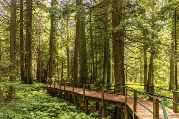 Sunlight filtering through towering hemlock trees illuminates a wooden boardwalk winding through a vibrant green forest floor in the canadian rockies