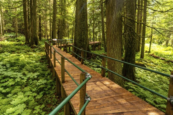 Sunlight filters through the towering hemlock trees, illuminating a wooden boardwalk that meanders through a vibrant undergrowth of ferns and moss in the canadian rockies