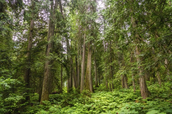 Majestic cedars rise from a vibrant carpet of ferns and devil's club, creating a serene and captivating scene in the heart of a canadian rockies forest