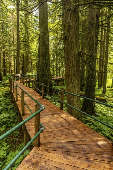 Sunlight filters through the towering hemlock trees, illuminating a wooden boardwalk that meanders through a vibrant green undergrowth of ferns and moss in the canadian rockies