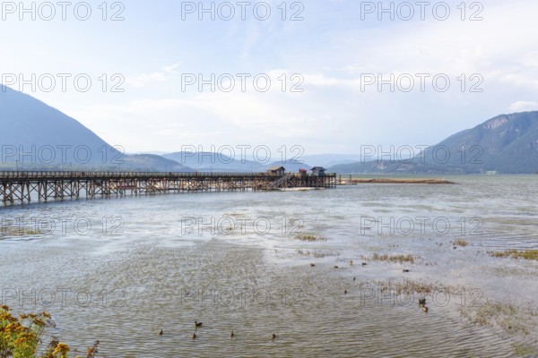 Ducks swimming in the shallow water of shuswap lake near a long wooden pier with small buildings at the end, surrounded by mountains in salmon arm, british columbia