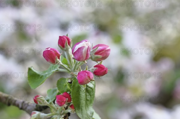 Apple blossoms (Malus), red still closed blossoms, bokeh in the background, close-up, spring, Wilnsdorf, North Rhine. Westphalia, Germany