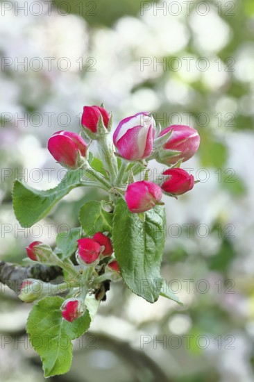 Apple blossoms (Malus), red still closed blossoms, bokeh in the background, close-up, Wilnsdorf, North Rhine. Westphalia, Germany