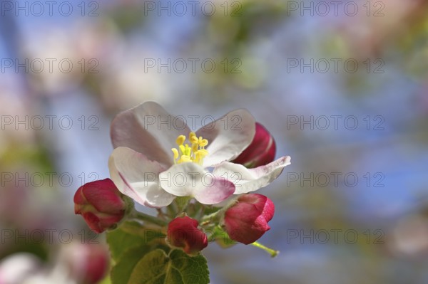Apple blossoms (Malus), white blossoms with blue sky and bokeh in the background, close-up, spring, Wilnsdorf, North Rhine. Westphalia, Germany