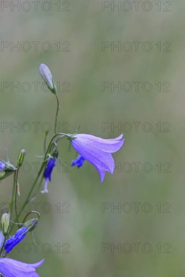 Meadow bellflower (Campanula patula), blue flower, on a rough meadow, Wilnsdorf, North Rhine-Westphalia, Germany