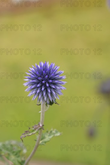 Blue globe thistle (Echinops ritro), flower, ornamental plant in a garden, Wilnsdorf, North Rhine-Westphalia, Germany
