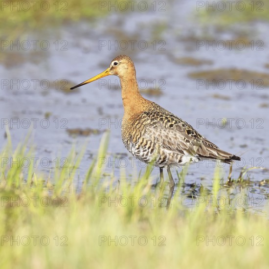 Black-tailed godwit (Limosa limosa) walking in shallow water in a bog, snipe birds, wildlife, nature photography, Ochsenmoor, Dümmer See, Hüde, Lower Saxony, Germany