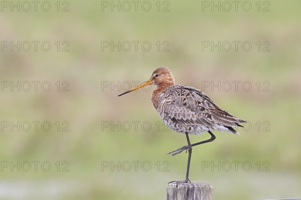 Black-tailed godwit (limosa limosa), on a perch, on a fence post, snipe birds, wildlife, nature photography, wet meadow, Ochsenmoor, Lake Dümmer, Lembruch, Lower Saxony, Germany