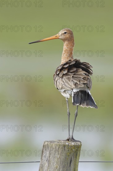 Black-tailed godwit (limosa limosa), on a perch, on a fence post, snipe birds, wildlife, nature photography, wet meadow, Ochsenmoor, Lake Dümmer, Lembruch, Lower Saxony, Germany