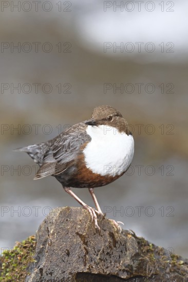 White-throated White-throated Dipper (Cinclus cinclus) standing with prey on a stone in the middle of a stream, the only native songbird that can also dive, wildlife, native nature, Wilnsdorf, North Rhine-Westphalia, Germany