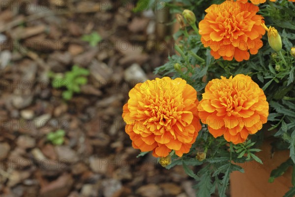 Bright orange flower of Tagetes erecta, close-up, in a garden, Wilnsdorf, North Rhine-Westphalia, Germany