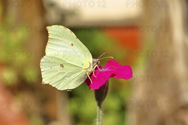 Lemon butterfly (Gonepteryx rhamny) on crown campion (Lychnis coronaria), in a nature garden, Wilnsdorf, North Rhine-Westphalia, Germany