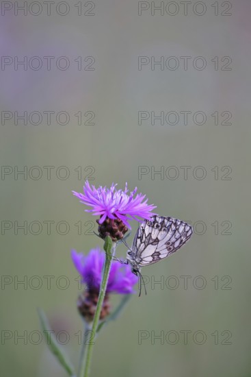 Checkerspot butterfly (Melanargia galathea) in a meadow knapweed (Centaurea jacea), underside of wing, macro photograph, Wilnsdorf, North Rhine-Westphalia, Germany
