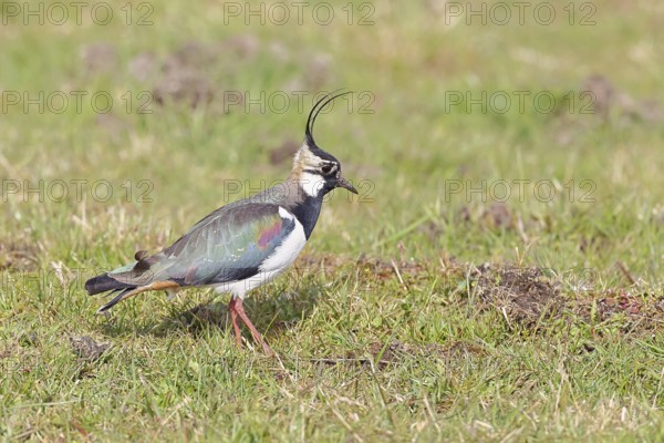 Lapwing (Vanellus vanellus), in splendid plumage, foraging in a marshy meadow, wildlife, Lembruch, Ochsen Moor, Dümmer nature park Park, Lower Saxony, Germany