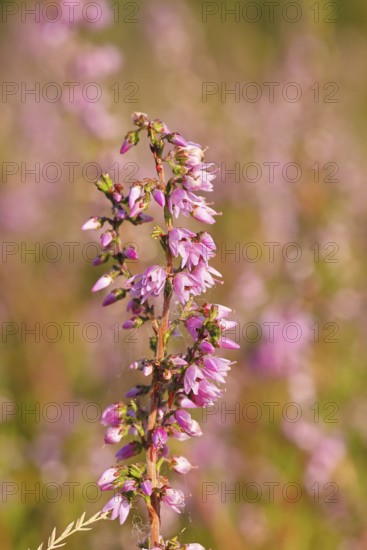 Flowering heather (Calluna vulgaris), heather, Trupacher Heide nature reserve, Siegen, North Rhine-Westphalia, Germany