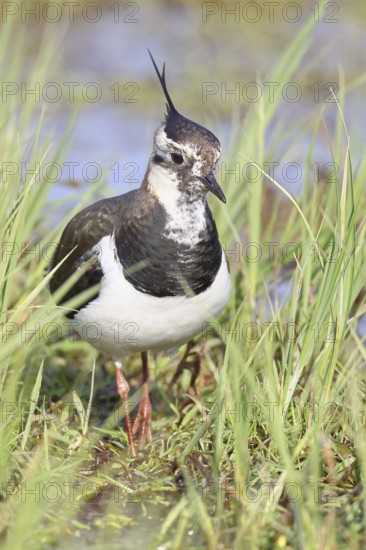 Lapwing (Vanellus vanellus), in splendid plumage, foraging in a marshy meadow, wildlife, Lembruch, Ochsen Moor, Dümmer nature park Park, Lower Saxony, Germany