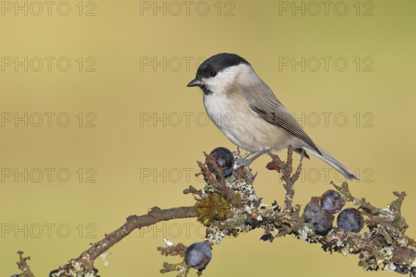 Marsh tit, (Parus palustris), sitting on a branch in a blackthorn bush, (Prunus spinosa), sloes, with ripe fruit, autumn, wildlife, animals, tit family, songbird, birds, Wilnsdorf, North Rhine-Westphalia, Germany