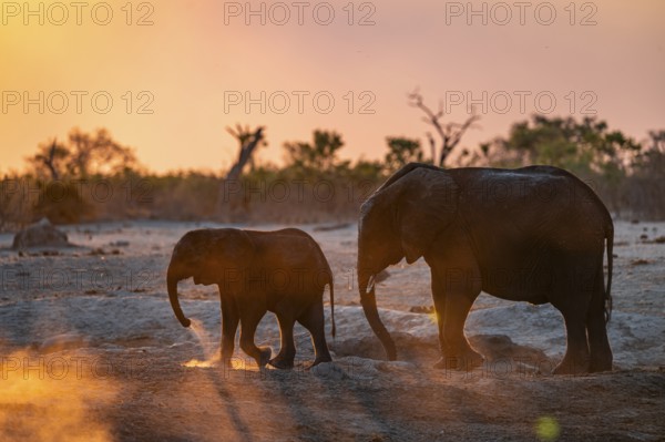 African elephant (Loxodonta africana) with young, sunset, Savuti, Chobe National Park, Botswana