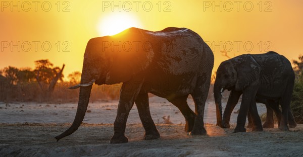 African elephant (Loxodonta africana), sunset, Savuti, Chobe National Park, Botswana