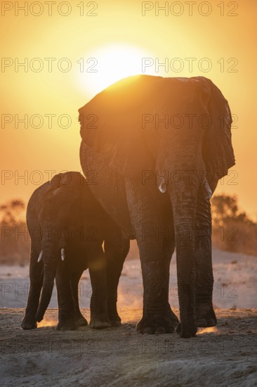 African elephant (Loxodonta africana) with young, sunset, Savuti, Chobe National Park, Botswana