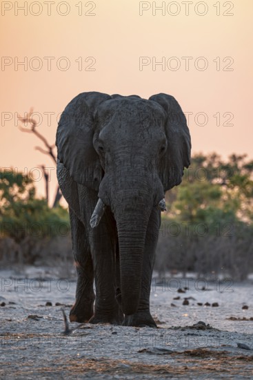 African elephant (Loxodonta africana), sunset, Savuti, Chobe National Park, Botswana