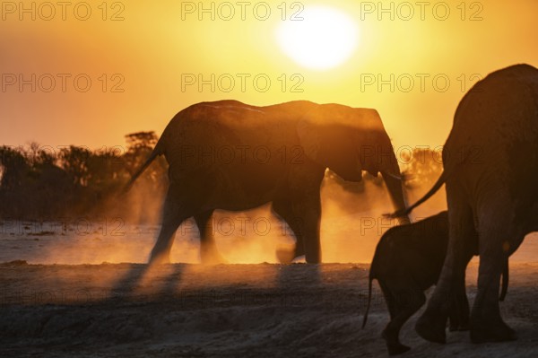 Shadow, African elephant (Loxodonta africana), sunset, Savuti, Chobe National Park, Botswana
