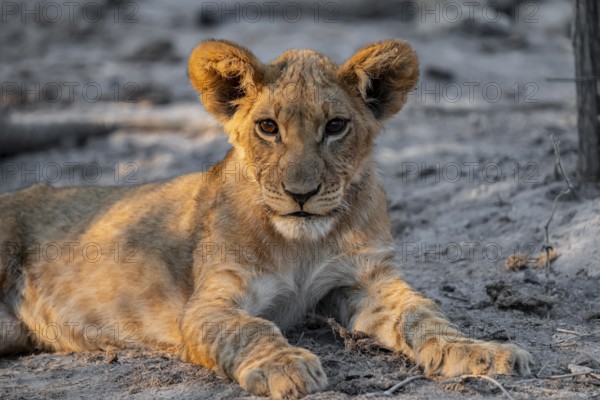 Cub, lion (Panthera leo) lying, Savuti, Chobe National Park, Botswana
