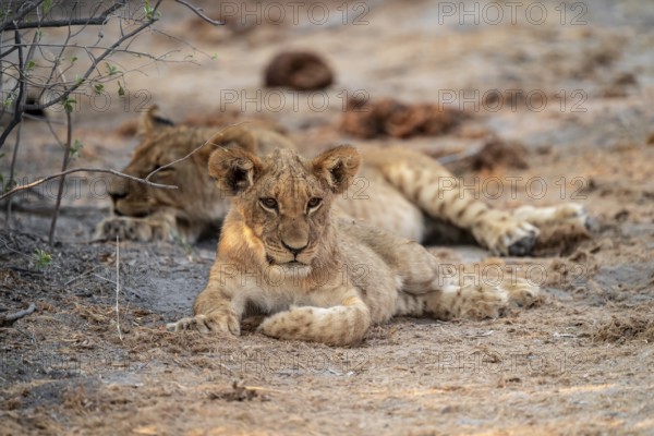 Cub, lion (Panthera leo), Savuti, Chobe National Park, Botswana