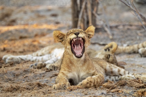 Cub, lion (Panthera leo) yawning and showing teeth, Savuti, Chobe National Park, Botswana