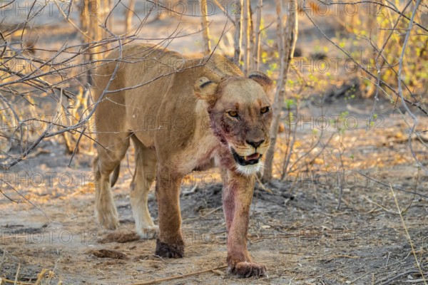 Lioness with blood directly after a successful kill, lion (Panthera leo) on the hunt, Savuti, Chobe National Park, Botswana