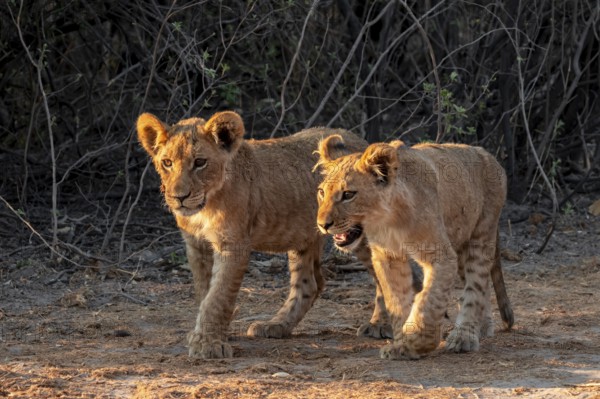Two cubs, lion (Panthera leo), Savuti, Chobe National Park, Botswana