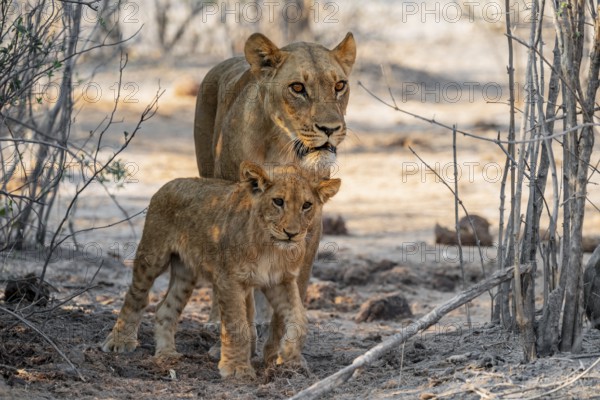 Mother and young cuddling, lion (Panthera leo), Savuti, Chobe National Park, Botswana