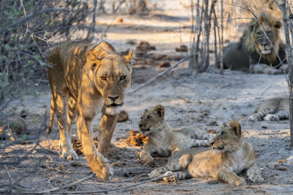 Mother and cubs, lion (Panthera leo) lying, Savuti, Chobe National Park, Botswana