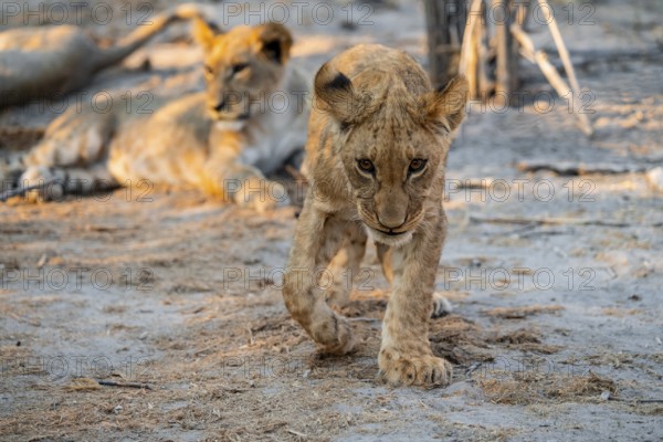Cub, lion (Panthera leo) walks, Savuti, Chobe National Park, Botswana