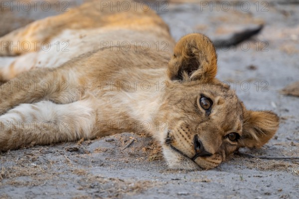Cub, lion (Panthera leo) lying funny, Savuti, Chobe National Park, Botswana