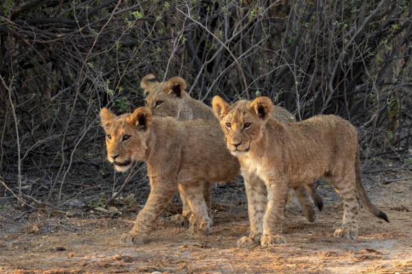 Three cubs, lion (Panthera leo), Savuti, Chobe National Park, Botswana
