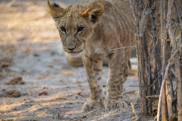 Cub, lion (Panthera leo) curious, Savuti, Chobe National Park, Botswana