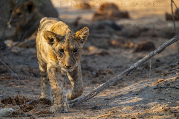 Cub, lion (Panthera leo) running, Savuti, Chobe National Park, Botswana