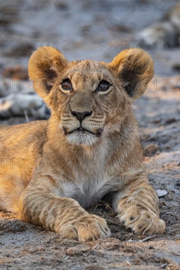 Cub, lion (Panthera leo) lying, Savuti, Chobe National Park, Botswana
