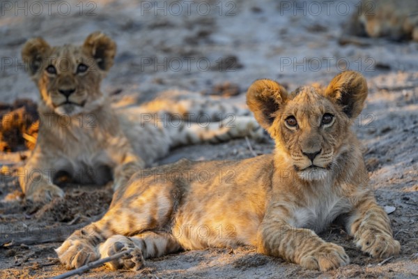 Two cubs, lion (Panthera leo) lying, Savuti, Chobe National Park, Botswana