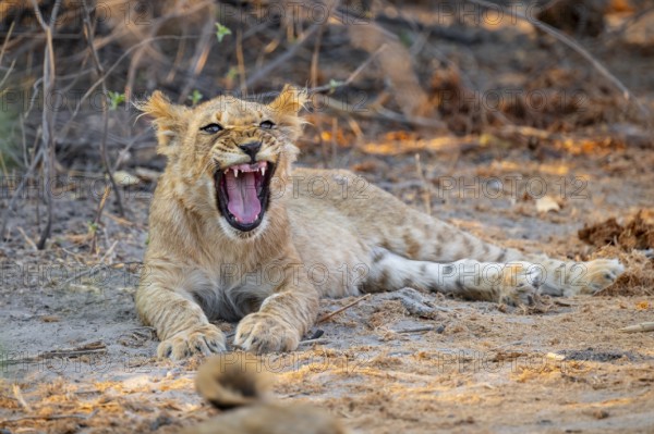 Cub, lion (Panthera leo) yawning, Savuti, Chobe National Park, Botswana