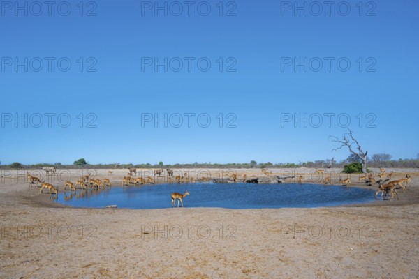 Impalas and various animals at the waterhole, Savuti, Chobe National Park, Botswana