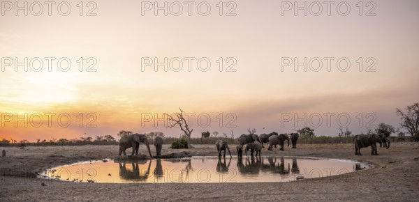 Elephants and various animals at the waterhole, Savuti, Chobe National Park, Botswana