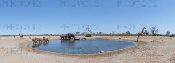 Elephant kudus and giraffes, various animals at the waterhole, Savuti, Chobe National Park National Park, Botswana