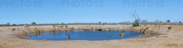 Panorama, impalas and various animals at the waterhole, Savuti, Chobe National Park, Botswana