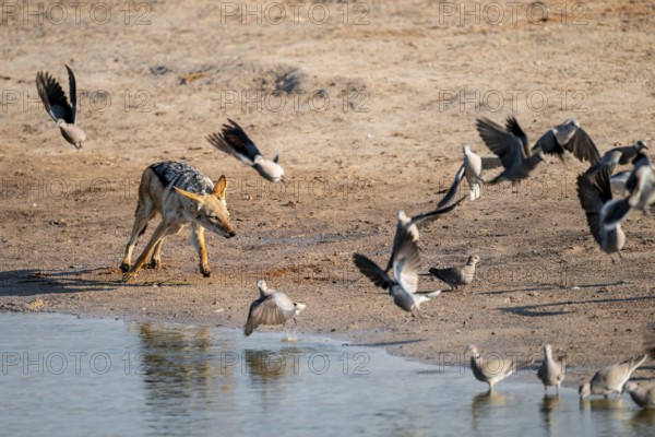 Black-backed jackal (Lupulella mesomelas) hunting pigeons, Savuti, Chobe National Park, Botswana