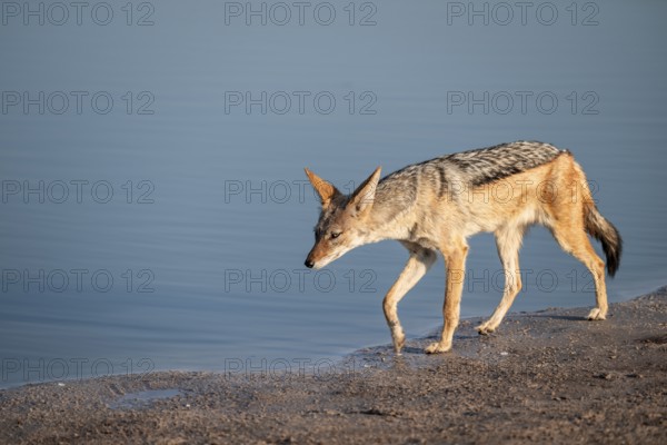 Black-backed jackal (Lupulella mesomelas) at a waterhole, Savuti, Chobe National Park, Botswana