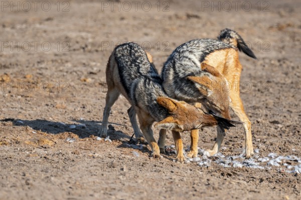 Two black-backed jackals (Lupulella mesomelas) hunting a pigeon, Savuti, Chobe National Park, Botswana